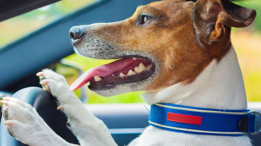 Colorado driver in doghouse after switching places with dog to avoid DUI